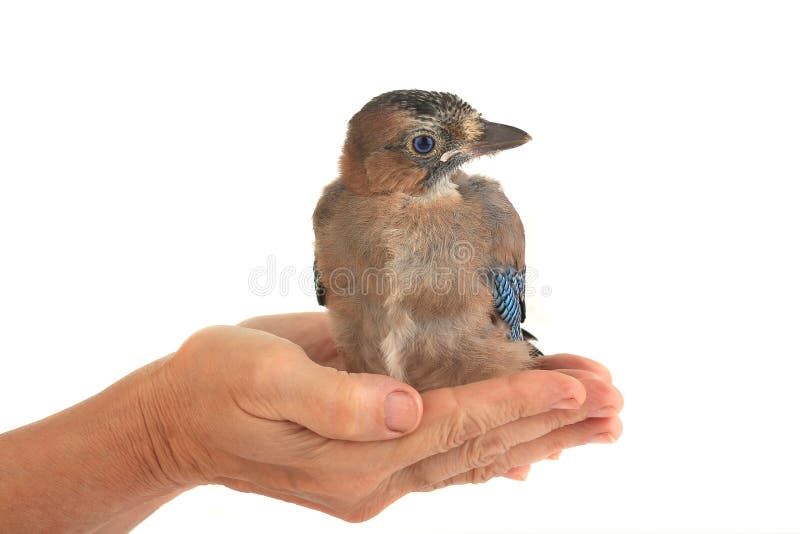 Aquila chrysaetos 2010-2022 - Page 3 Baby-eurasian-jay-garrulus-glandarius-sitting-hand-isolated-white-background-103924860