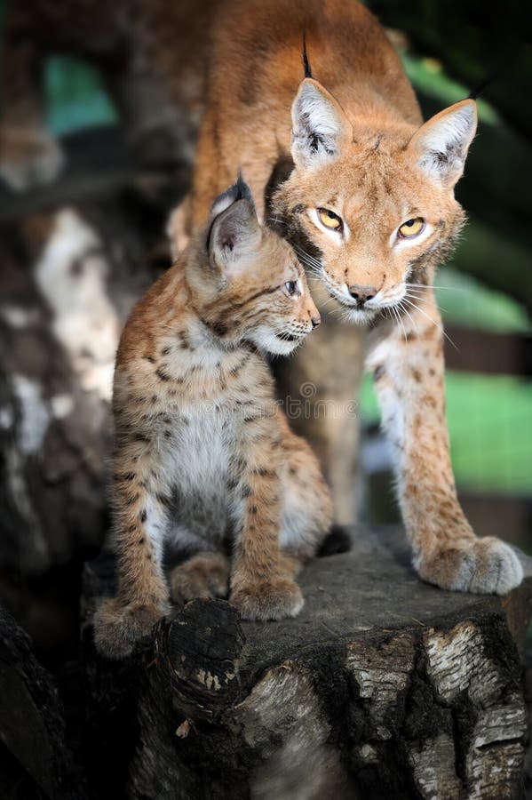 Baby Eurasian Lynx in the forest royalty free stock images