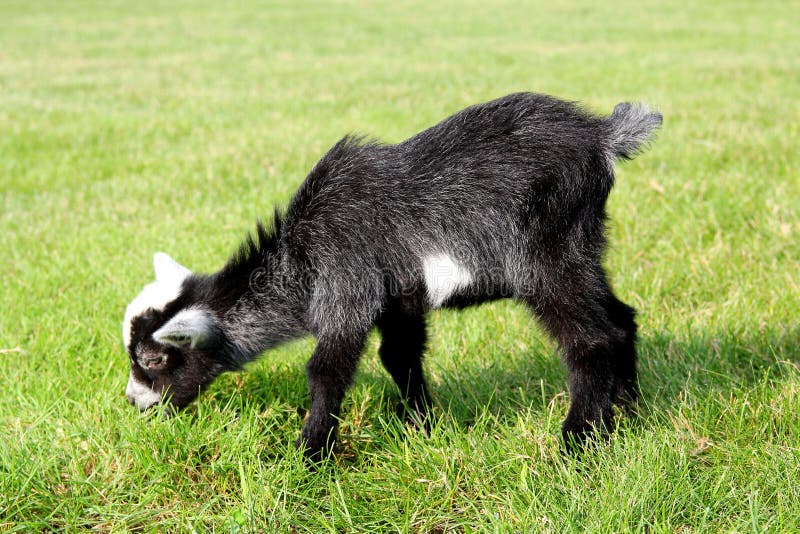 Baby Farm Goat Eating Grass