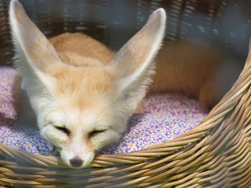 186 Baby Fennec Photos Free Royalty Free Stock Photos From Dreamstime 186 Baby Fennec Photos Free Royalty Free Stock Photos From Dreamstime