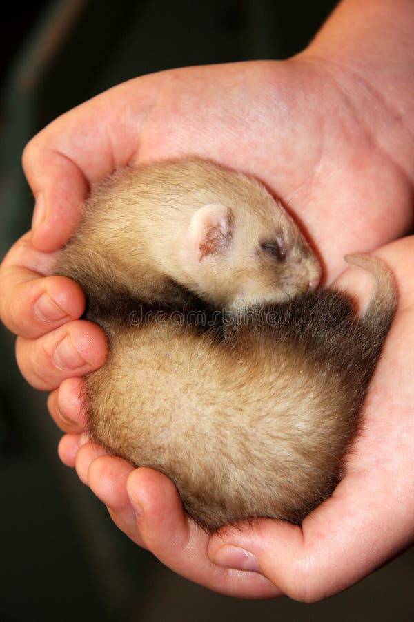 Baby ferret stock photo. Image of animal, comfort, juvenile 17772660
