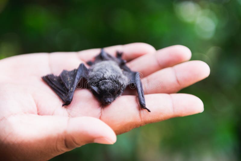 Baby Bat Eared Fox Stock Photos Free & RoyaltyFree Stock Photos from