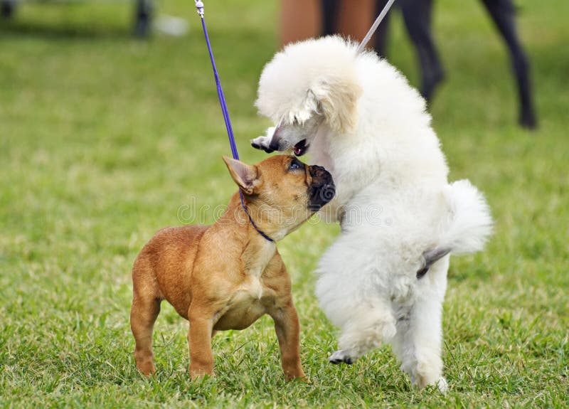 Basso a terra l'angolo, al fine di dare un animali domestici prospettiva di due diversi pedigree mostra cuccioli, un bambino di Bulldog francese e un Barboncino Toy di socializzazione e di avere un sacco di divertimento giocando a una mostra canina.