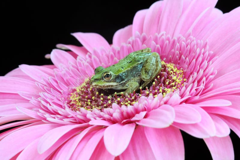 Frog in a pocket stock image. Image of orange, animal 8762947