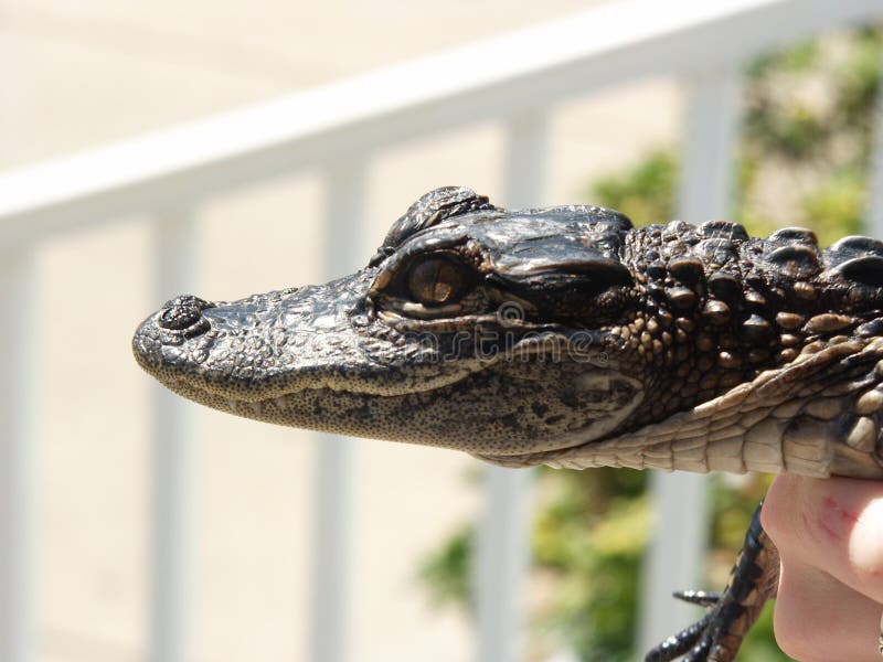 838 Gator Baby Stock Photos Free & RoyaltyFree Stock Photos from