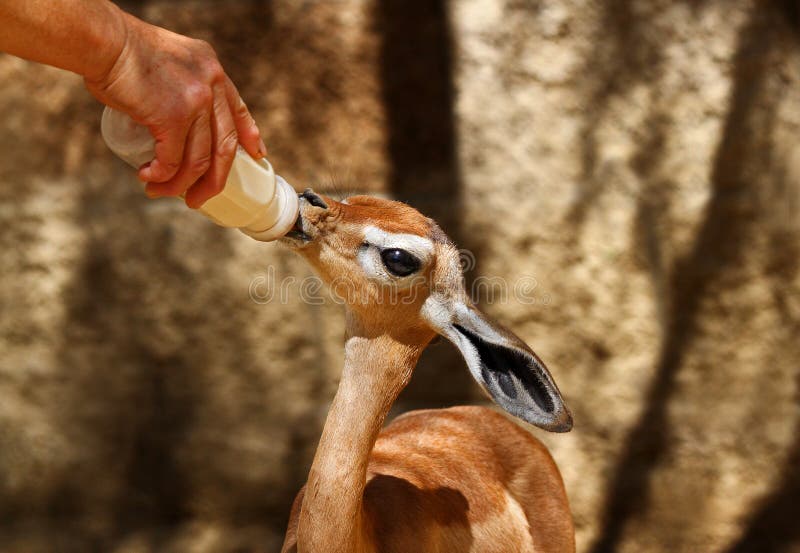 Baby Gerenuk