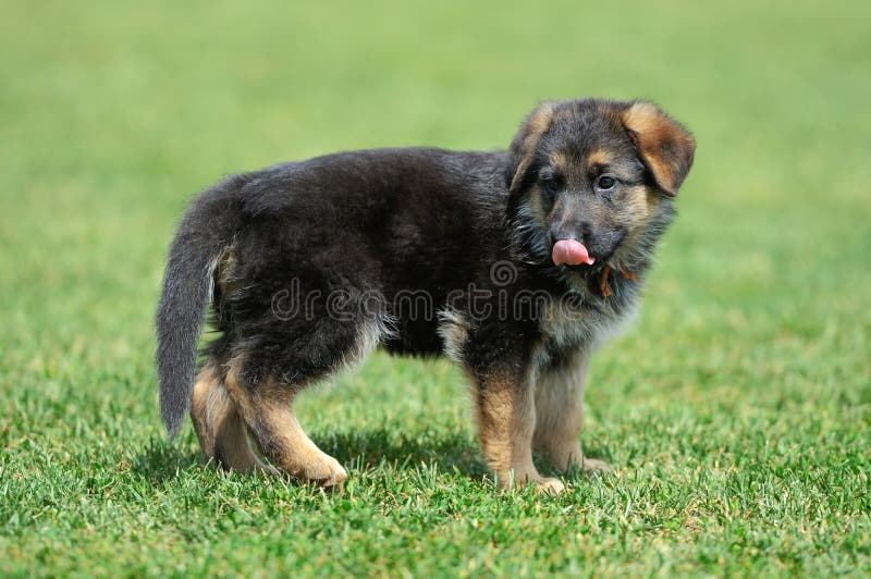 Baby German Shepherd stock images