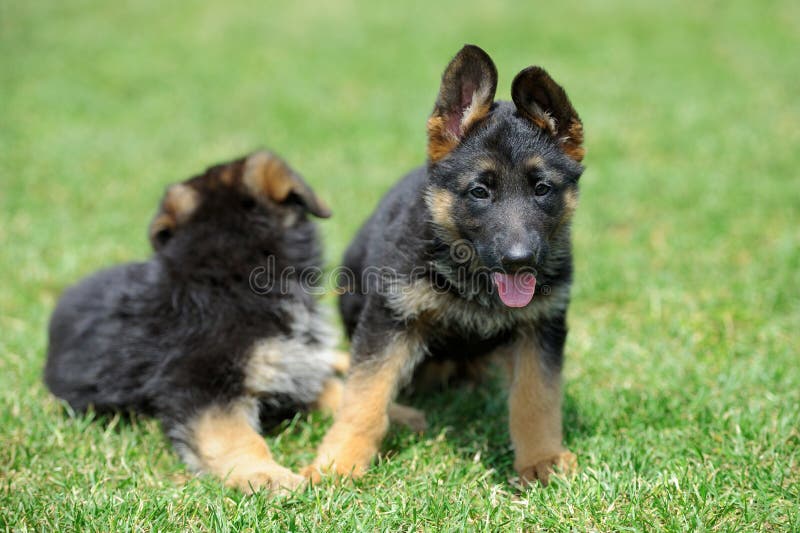 Baby German Shepherd stock photography