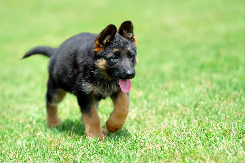 Baby German Shepherd stock photo