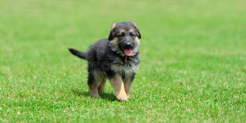 Baby German Shepherd stock photography