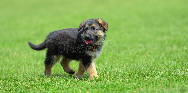 Baby German Shepherd stock photo