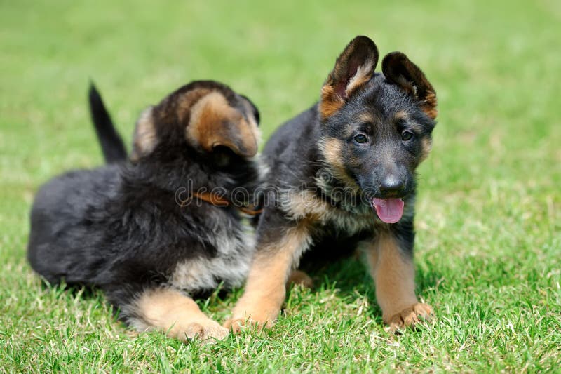 Baby German Shepherd royalty free stock photo