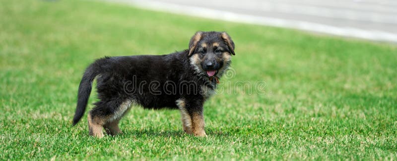 Baby German Shepherd stock image