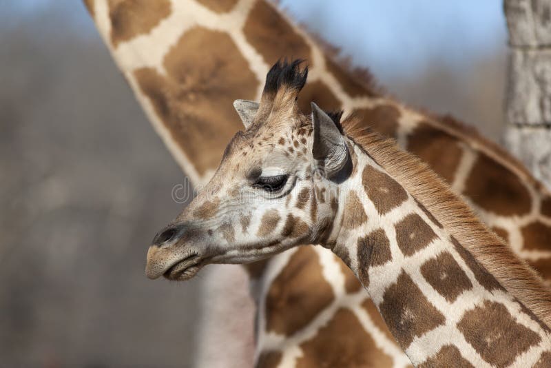Baby Giraffe stock photo. Image of head, safari, giraffe 24051556