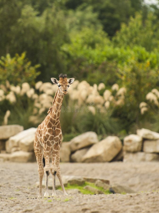 Baby giraffe stock photo. Image of bushes, bokeh, mammal 26880690