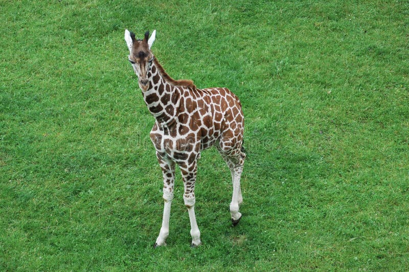 Baby giraffe stock image. Image of safari, mammal, vertical 2746655