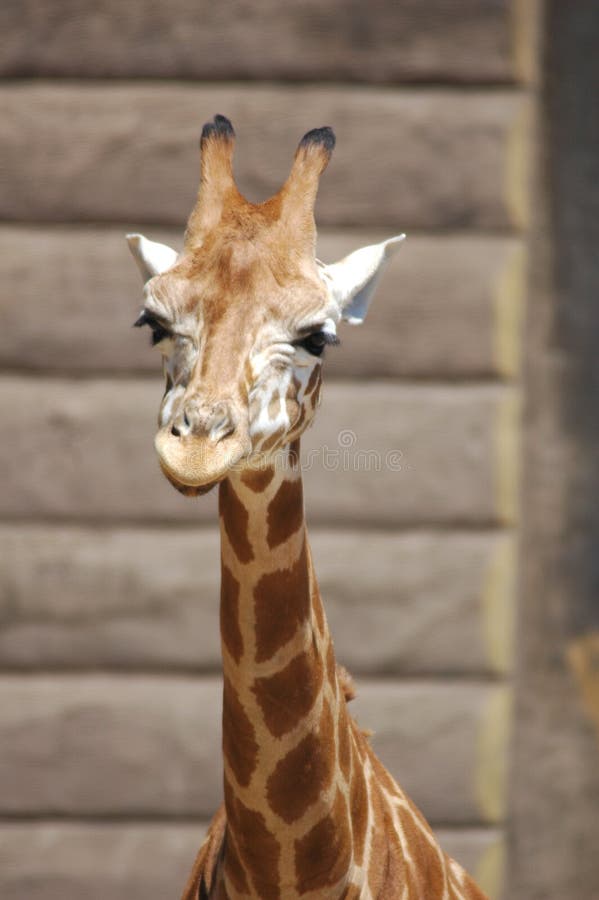 The Baby Giraffe stock photo. Image of tall, africa, long 745886