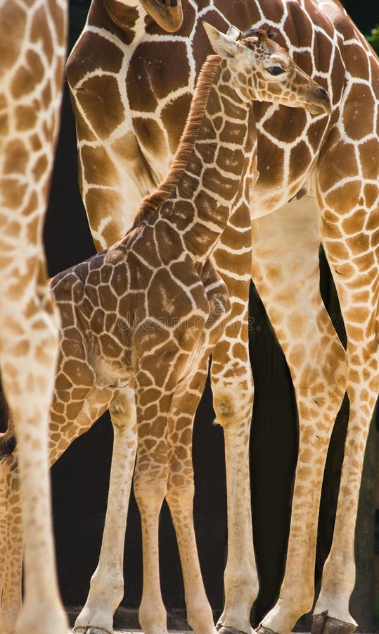 Mom and Baby Giraffe stock image. Image of famly, giraffe - 1215035