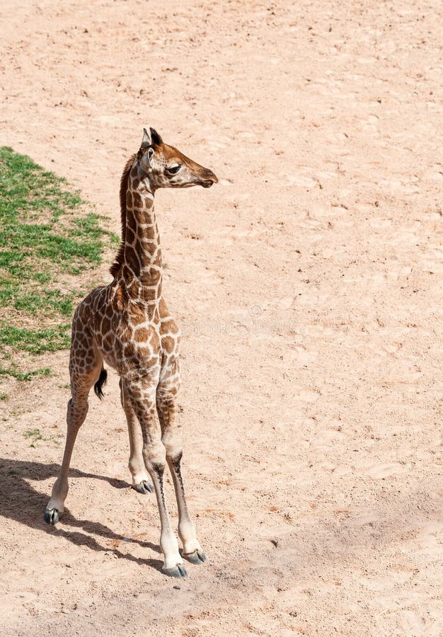 Baby Giraffe stock photo. Image of standing, close, patterned 30615050
