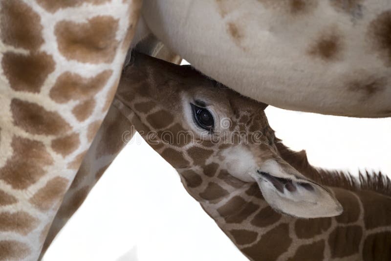 Milk drinking baby giraffe stock photo. Image of mother - 39672366