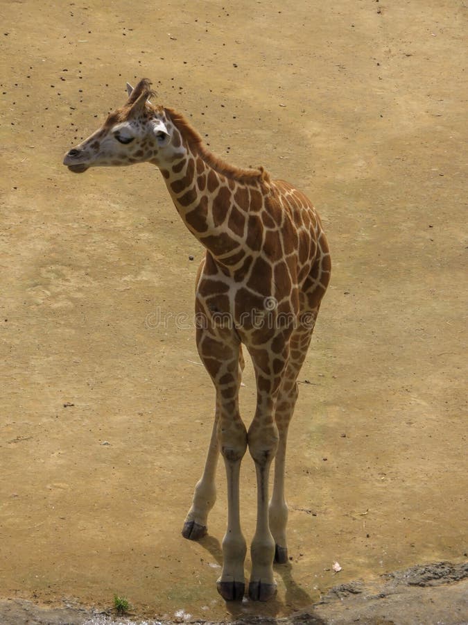 Baby Giraffe stock photo. Image of safari, outdoor, brown 88166776