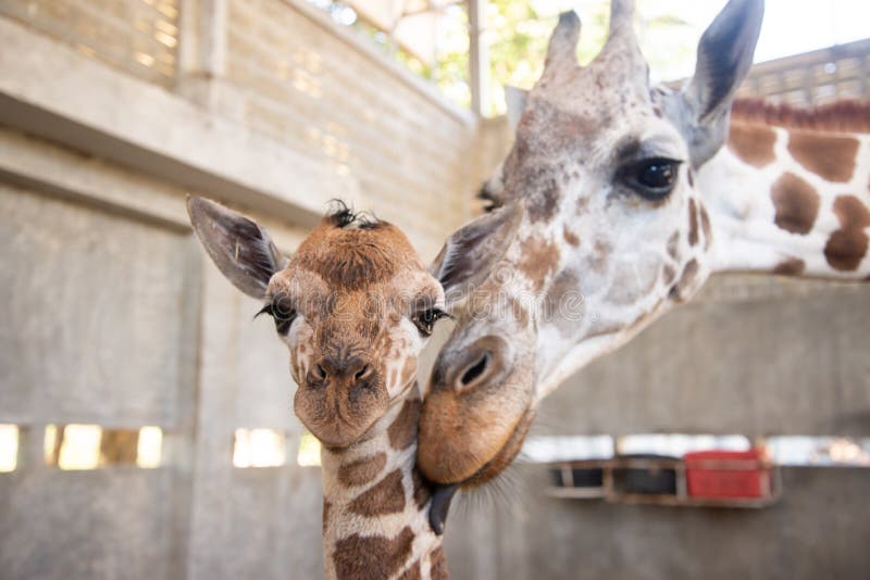 Baby giraffe is giving birth on the land