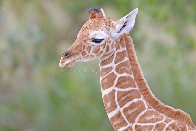 Baby Giraffe head close up stock image. Image of tourism - 266915557