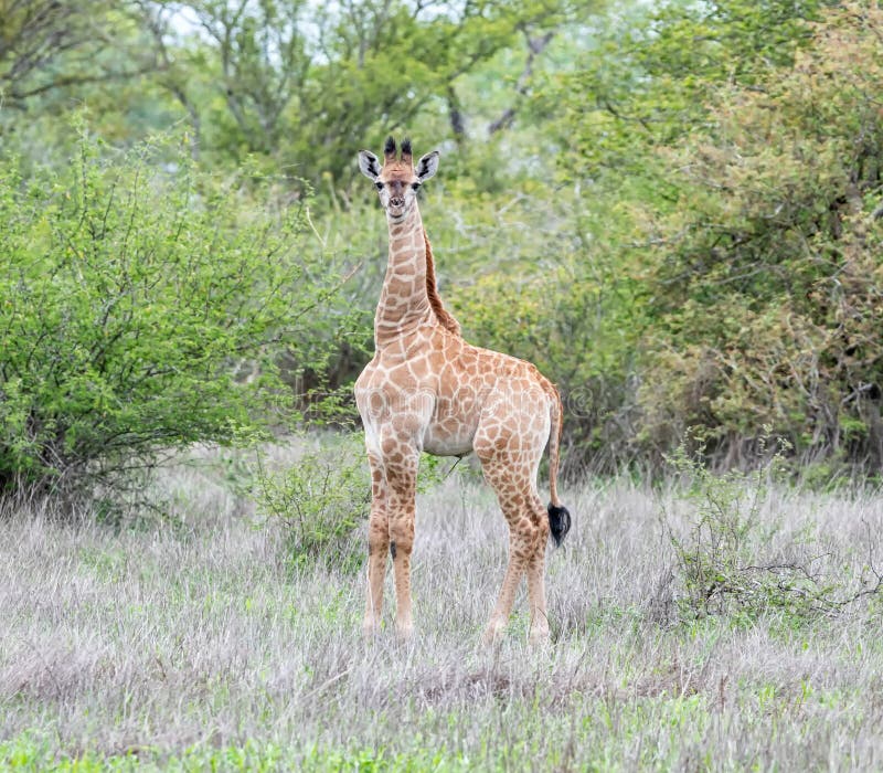 Baby Giraffe stock image. Image of south, giraffa, savanna 238093561