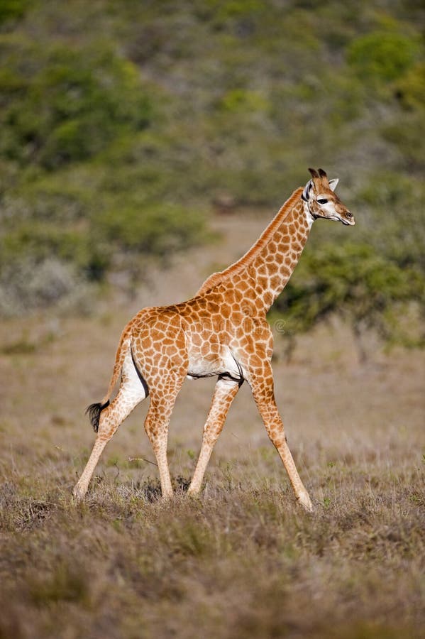 Baby Giraffe Walking