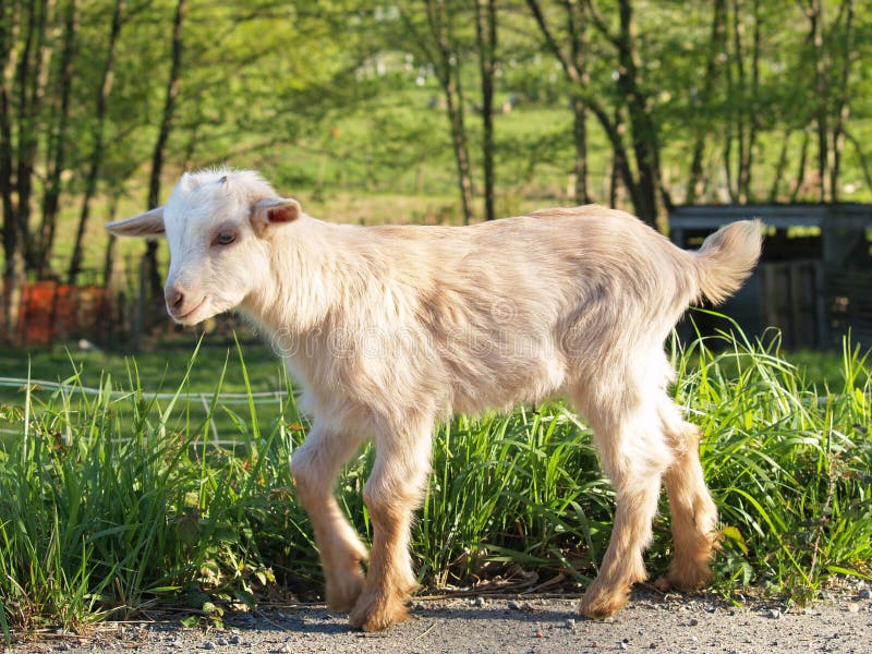 Baby goat