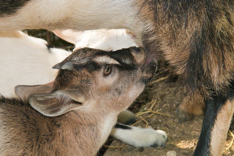 Baby goat drinking milk stock photo. Image of born, herb 79967096