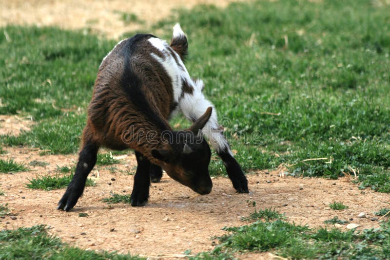 Baby goat - farm animal stock image. Image of funny, farm - 4619595