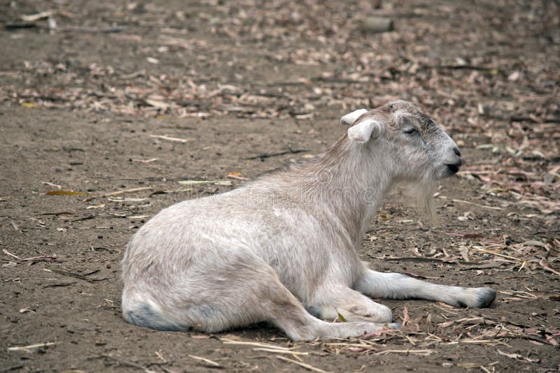 The Baby Goat or Kid is Resting in the Dirt Stock Photo Image of