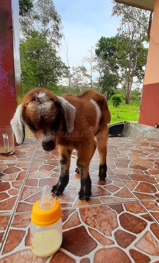Baby goat //little // milk stock photo. Image of milk 240794712