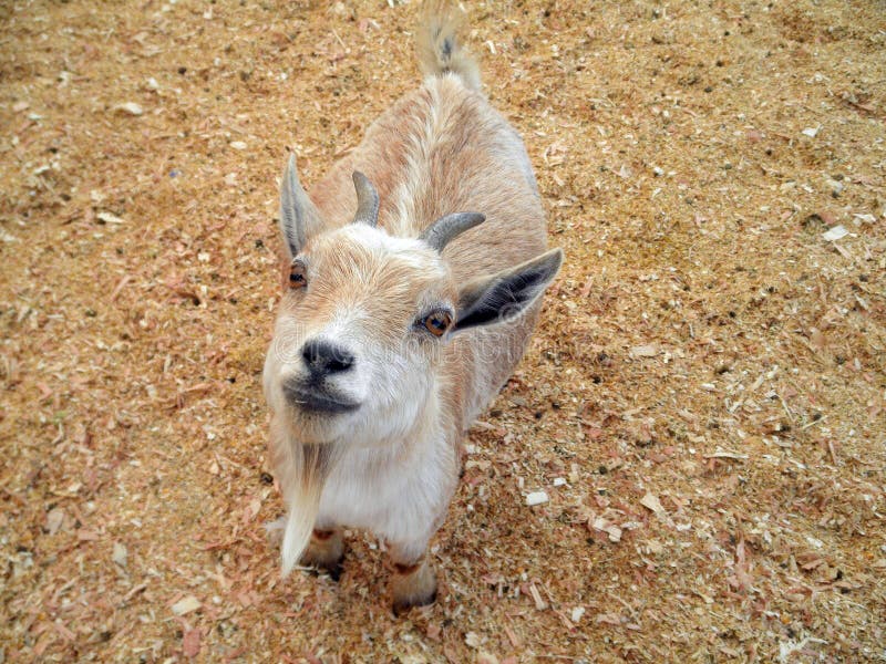 Baby Goat at Petting Zoo