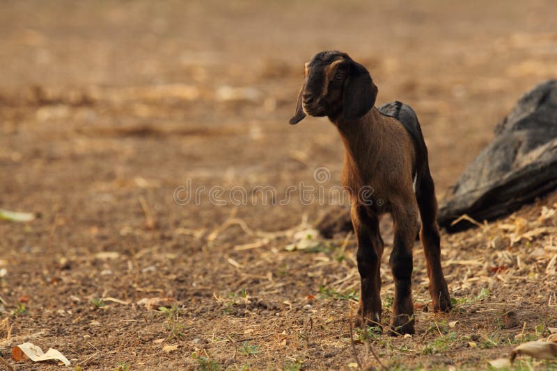 Baby goat stock image. Image of portrait, livestock, horizontal 73664813