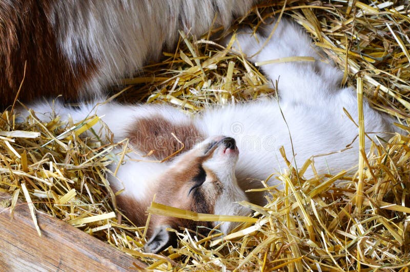 32,293 Sleeping Baby Animal Stock Photos - Free & Royalty-Free Stock Photos  from Dreamstime