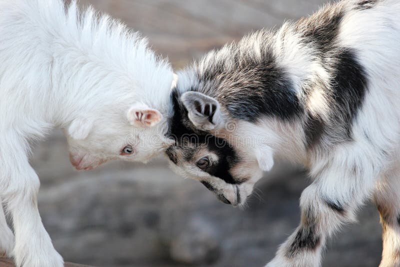 Baby Goats Heads stock image. Image of heads, goats, approach 35105235
