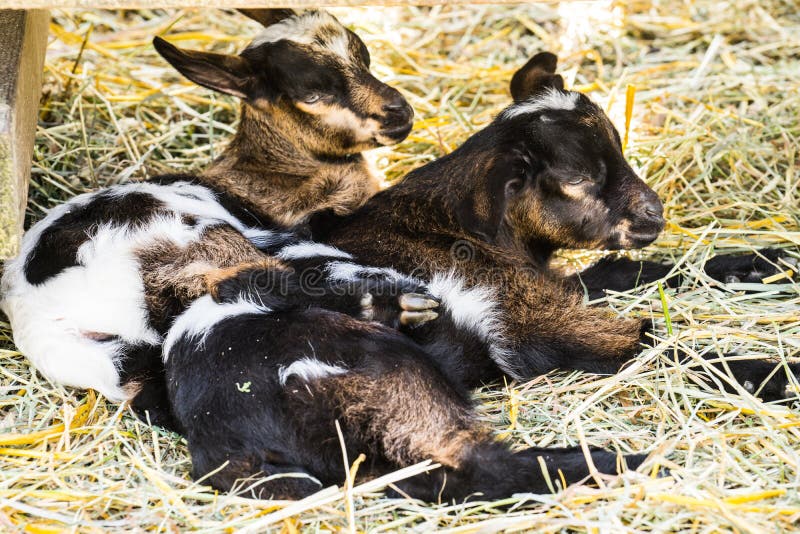 Baby Goats Sleeping on a Farm Stock Image Image of calistoga, goats