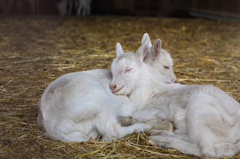 Baby Goats with Their Mother on Animal Farm. Stock Photo - Image of ...