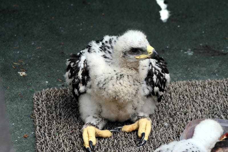Baby Golden eagle stock image. Image of young, white, hatch 5593685