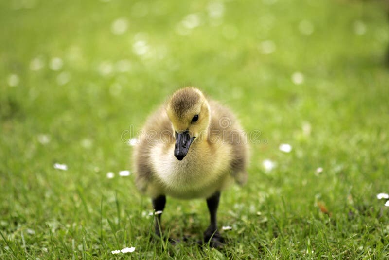 Baby goose stock photo. Image of small, grass, green - 14408050