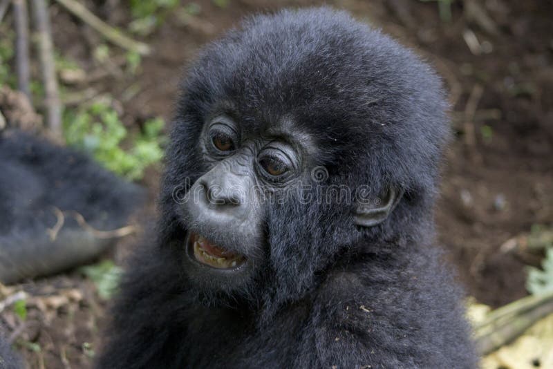 Baby Gorilla in the wild, Virunga National Park, Rwanda. Baby Gorilla in the wild, Virunga National Park, Rwanda