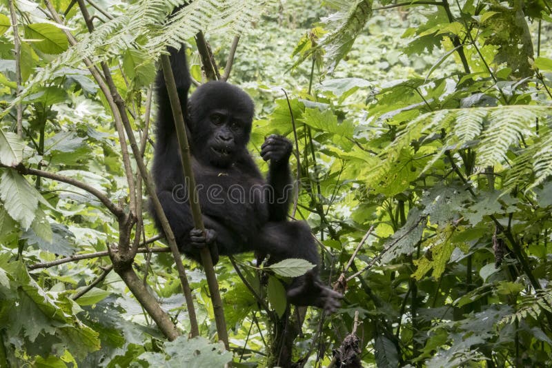 Baby gorilla hanging from tree in Bwindi Impenetrable Forest National Park, Uganda, Africa. Baby gorilla hanging from tree in Bwindi Impenetrable Forest National Park, Uganda, Africa.