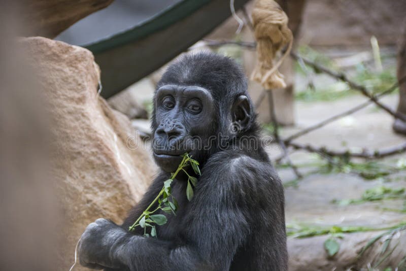Baby gorilla in ZOO stock photos Baby gorilla in ZOO stock photos