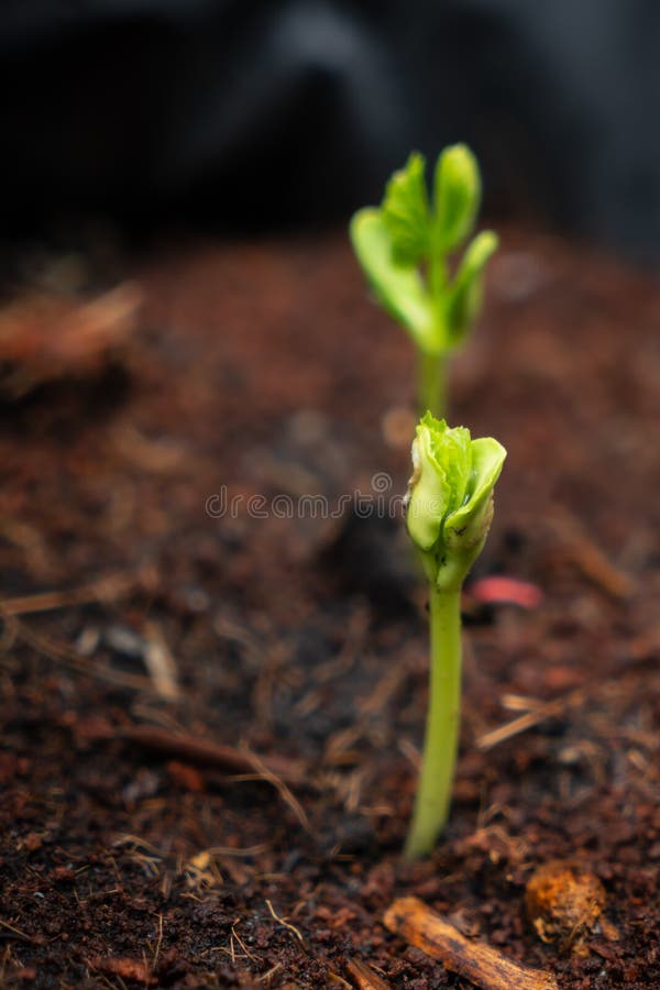 Baby Gourd stock image. Image of baby, green, sprout 134008797