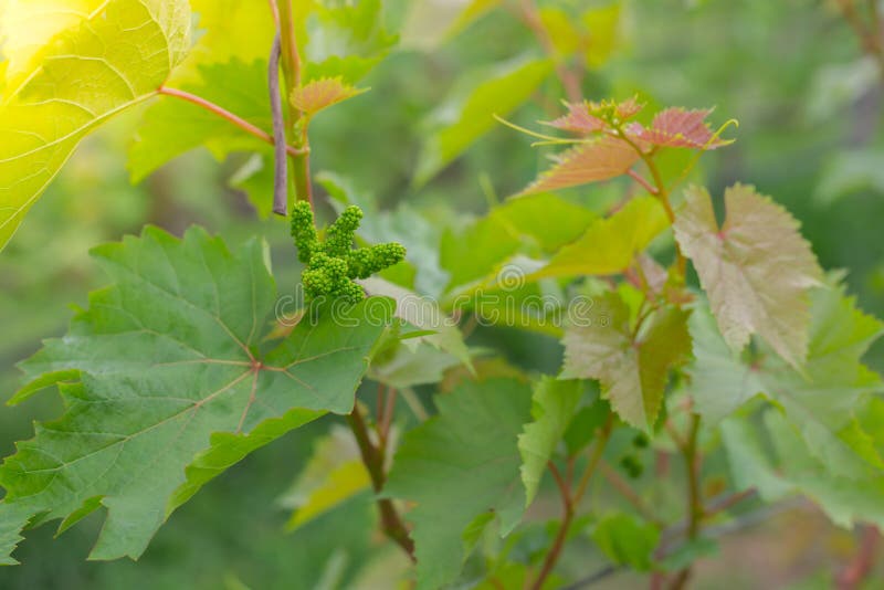 Grapevine With Baby Grapes Vine With Small Grape Berries. Young Green