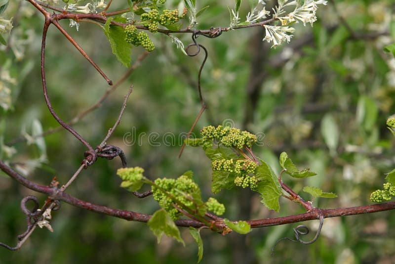 Baby Grapes. Closeup of View in Beginning Stage. Green Flowers Stock