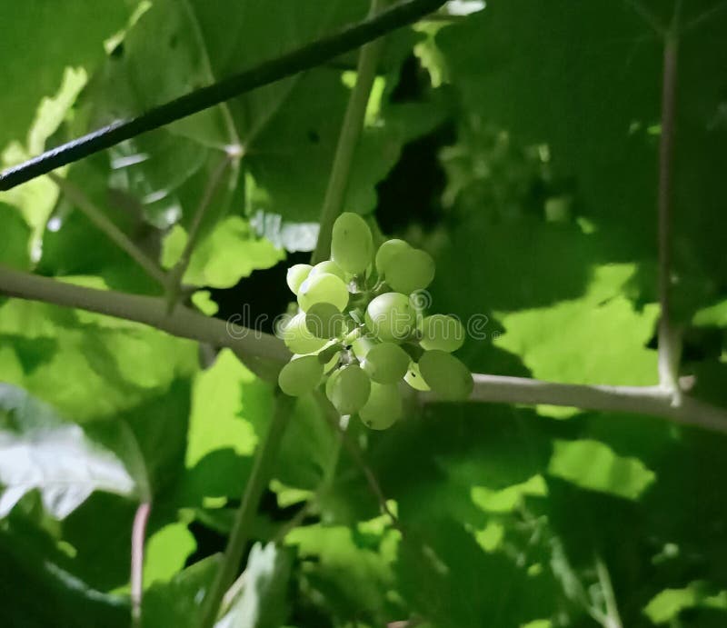 Baby Grapes. Closeup of View in Beginning Stage. Green Flowers Stock