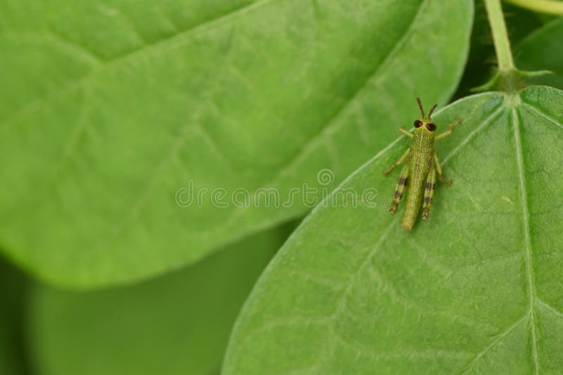 What Do Baby Grasshoppers Look Like 